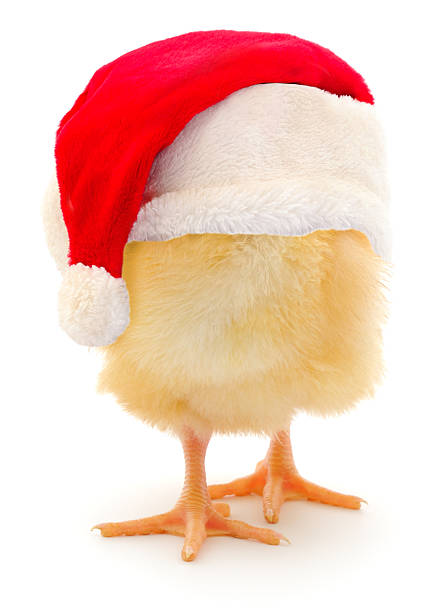 istock Funny yellow chick in Santa hat facing backward isolated on white background 2245882821