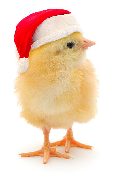 istock Yellow baby chick wearing Santa hat isolated on white background 2245882833