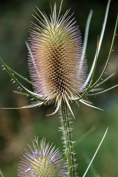Close-up photograph focusing on the intriguing structure and texture of a dried or mature Teasel (Dipsacus fullonum) seed heads. The spiky, ovoid flower heads, displaying natural beige and tan tones, stand tall on their stems. The background is a soft, blurred bokeh of lush, vibrant green foliage, providing a strong contrast and highlighting the unique form of the wildflower. This image captures the beauty of nature's transitions, showing the plant in its late-season state, often associated with autumn or dried floral arrangements. It is perfect for use in natural history, botany, gardening, and environmental conservation contexts.