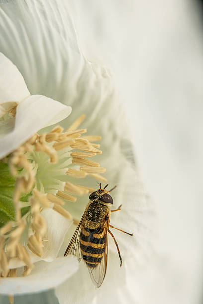 istock Macro view of bee on delicate white flower petal.. 2245883751
