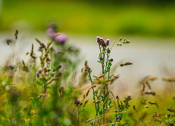 Wild purple thistle flowers among tall grasses.