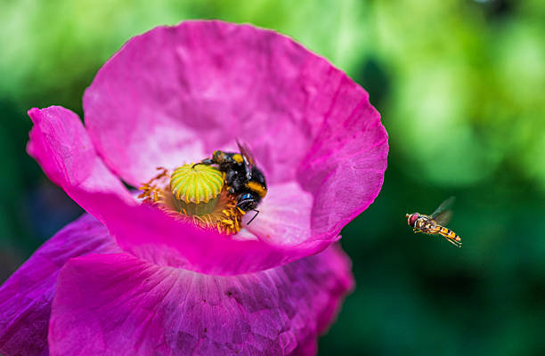 Pollen Basket Honey Bee, Animal, Fly, Honey, Insect, Invertebrate Stellenbosch South Africa