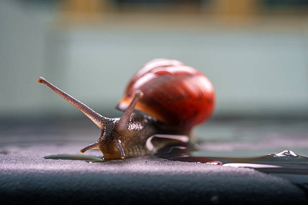 Garden snail (Cornu aspersum) (syn. Helix aspersa, Cryptomphalus aspersus) is a species of land snail in the family Helicidae. The adult bears a hard, thin calcareous shell with four or five whorls. The shell is variable in coloring and shade of color, but generally it has a reticulated pattern of dark brown, brownish-golden, or chestnut with yellow stripes, flecks, or streaks (characteristically interrupted brown colour bands). The body is soft and slimy, brownish-grey, and able to be retracted entirely into the shell, which the animal does when inactive or threatened.