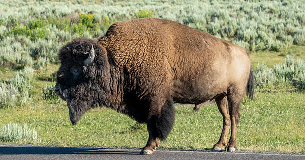 istock Profile Of Large Bison Standing On Paved Road 2245884868