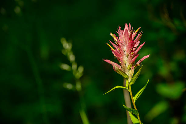 Indian Paintbrush Wildflowers Detail - Lush meadow of mountain wildflowers.