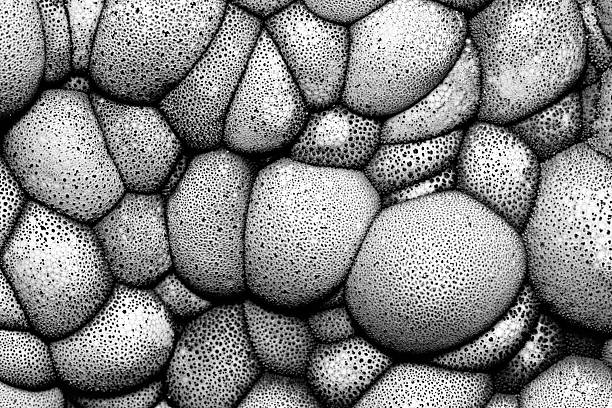 Stump puffball mushrooms atop a cut log, crowding each other out in autumn after rain, during a spurt of growth. Scientific name: Apioperdon pyriforme, the only species in its genus. Also known as pear-shaped puffball (pyriforme is Latin for pear-shaped). Found in Europe and North America. Black-and-white photo taken in Connecticut in November. This fungus releases its spores through \