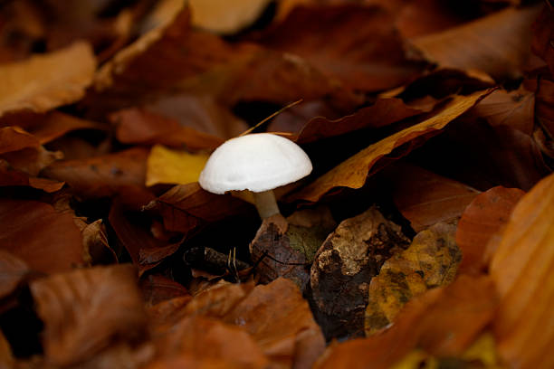 mushrooms are surrounded by a dense layer of dry, orange-brown autumn leaves