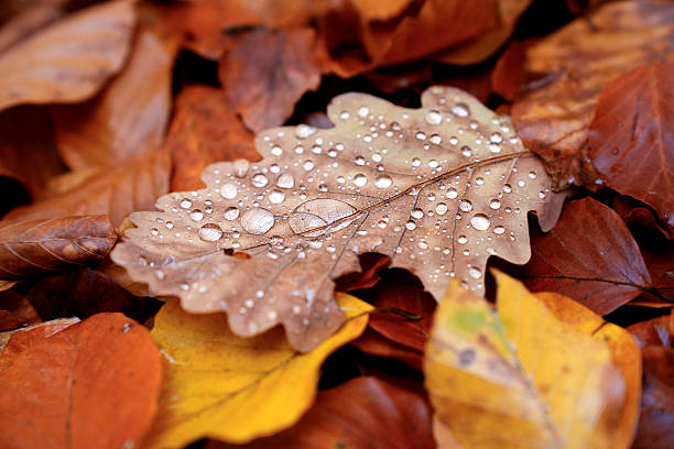 Close-up of fallen autumn leaves lying on green grass, with visible raindrops on one pale leaf. The combination of earthy tones and fresh moisture captures the calm and natural beauty of a rainy autumn day.