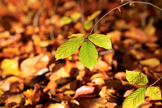 Saturated colors dominate from deep reddish-brown fallen leaves on the ground to bright golden yellow canopies
