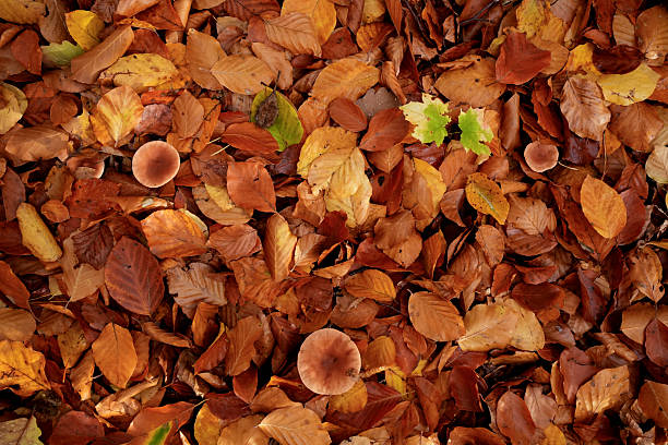 mushrooms are surrounded by a dense layer of dry, orange-brown autumn leaves