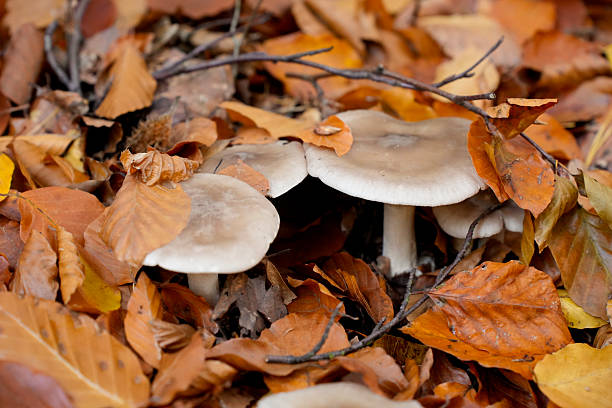 mushrooms are surrounded by a dense layer of dry, orange-brown autumn leaves