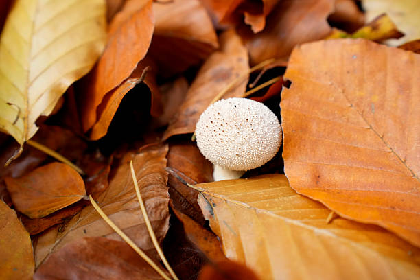 mushrooms are surrounded by a dense layer of dry, orange-brown autumn leaves