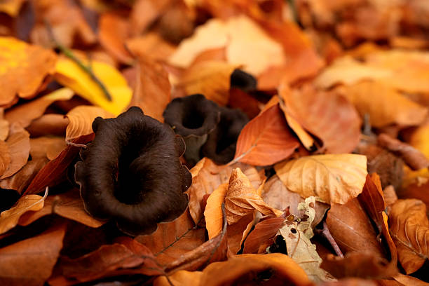 Detail of curly red mushrooms on a dead tree trunk