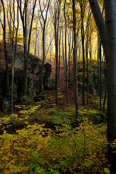 An atmospheric horizontal shot of an autumn beech forest, where tall, straight tree trunks create a sense of a vertical grid.