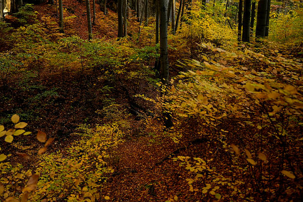 An atmospheric horizontal shot of an autumn beech forest, where tall, straight tree trunks create a sense of a vertical grid.