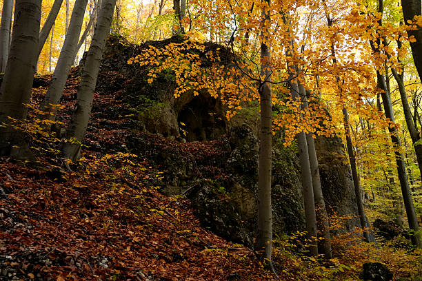 An atmospheric horizontal shot of an autumn beech forest, where tall, straight tree trunks create a sense of a vertical grid.