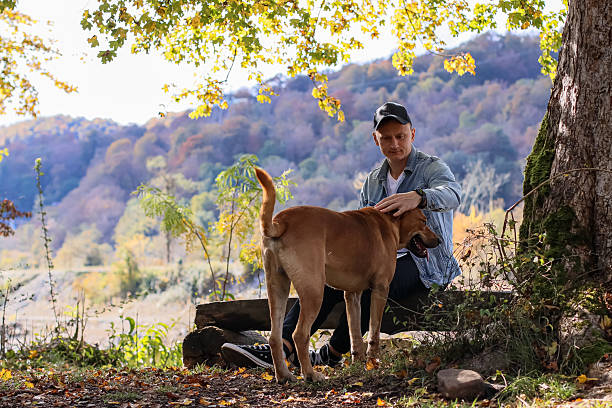 Man pets loyal dog in autumn forest clearing. Man in casual attire strokes brown dog's back while seated on log, autumn leaves around, tree and hills in natural woodland setting.