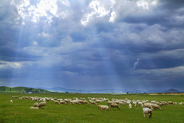 istock Grassland/Prairie Summer landscape 2245887555