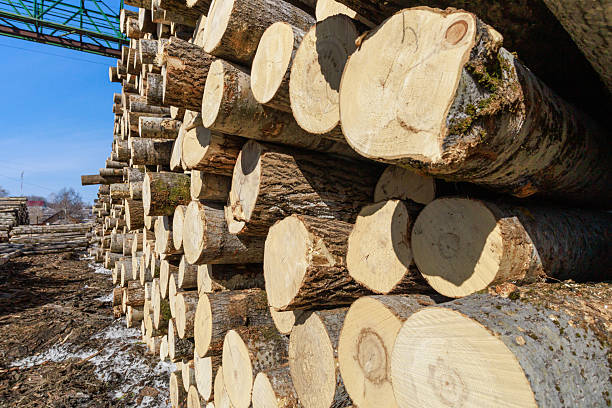 istock Warehouse of wood for making matches. 2245889953