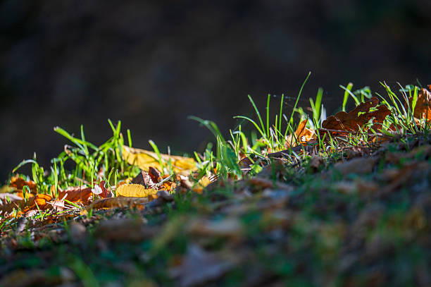 Green grass sprouting between the dry fallen leaves in autumn.