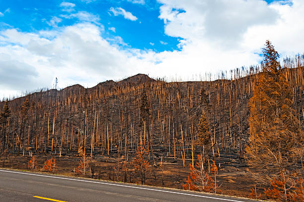 Burned trees after wildfire in the Rocky Mountain National Park as seen  from scenic Route 34