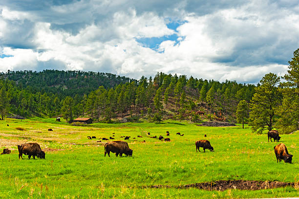 istock Wind Cave National Park, South Dakota 2245898339