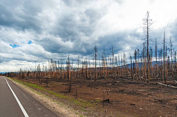 Burned trees after wildfire in the Rocky Mountain National Park as seen  from scenic Route 34