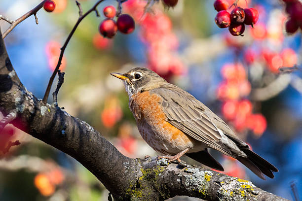 istock American robin (Turdus migratorius) in autumn 2245899326