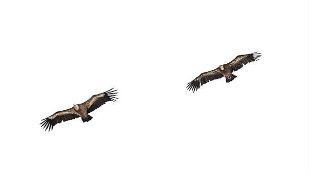 istock Two Flying Eurasian Griffon Vultures (Gyps Fulvus) 2245902774