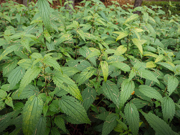 istock Nettle Herb Used in Traditional Healing 2245903501