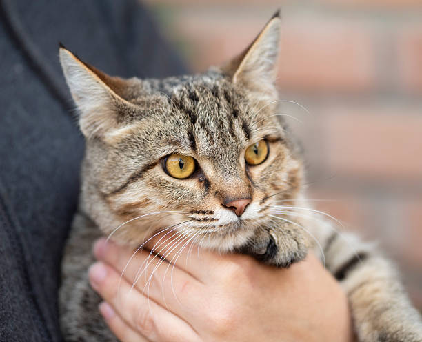 istock Portrait of a cat 2245904052