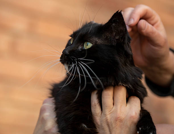 istock Portrait of a cat 2245904091