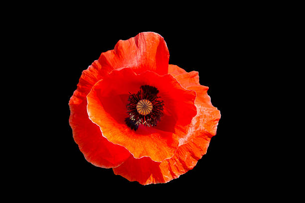 istock Close-up of a poppy flower 2245904131