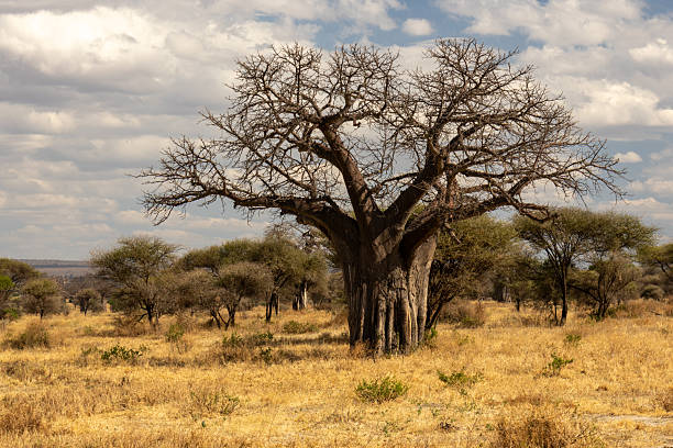 istock Baobab tree (Adansonia digitata) dominates a dry grassy plain in Tarangire National Park, Tanzania 2245904571