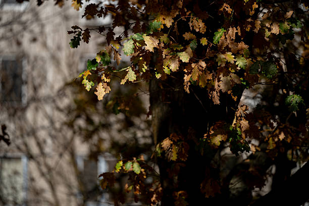 Close-up view of oak tree branches with brown and green leaves illuminated by soft sunlight. The blurred background of a city building contrasts with the natural textures and autumn tones, creating a peaceful yet urban atmosphere.