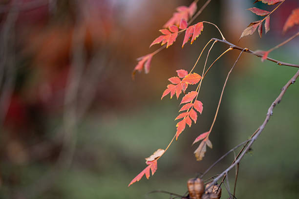 Delicate red and orange leaves hang from a slender branch, captured in soft natural light. The blurred green and brown background enhances the gentle focus on the autumn foliage, conveying calmness and seasonal transition.