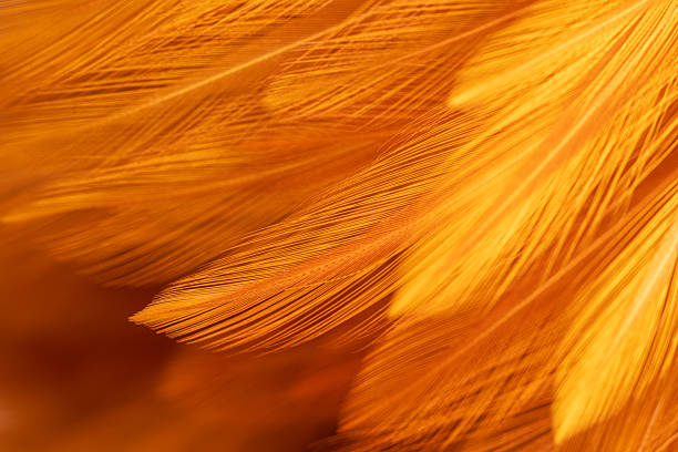 istock Brown feather macro,Beautiful fluffy white feather, abstract feather on white background. High resolution. Copy space for design and text. Pastel beige and white colors. High resolution. 2245909409