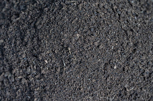 istock Full frame shot of dry cow dung texture and background. 2245913328