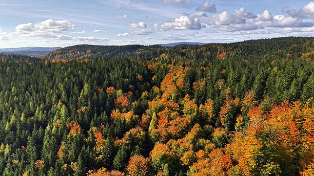 istock vivid canopy with orange and green, highaltitude view showcasing vibrant array of treetops 2245914987