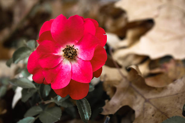 looking down at a rose in autumn surrounded by oak leaves. beautiful nature landscape or banner. macrophotography with copy space.