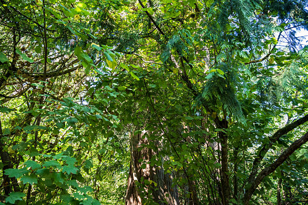 A beautiful hiking trail begins at the upper Snoqualmie Falls and leads down to the lower river.