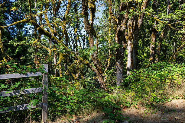 istock Snoqualmie Falls Hiking Trail 2245916045