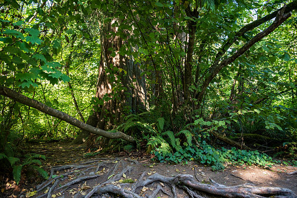 A beautiful hiking trail begins at the upper Snoqualmie Falls and leads down to the lower river.