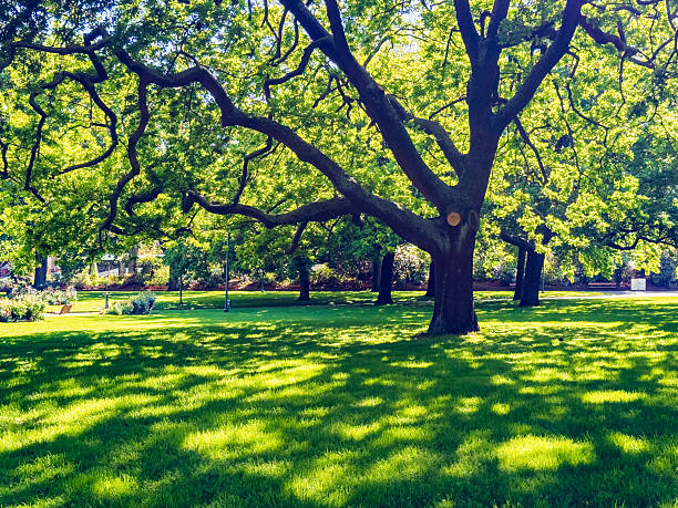 Sunny park
