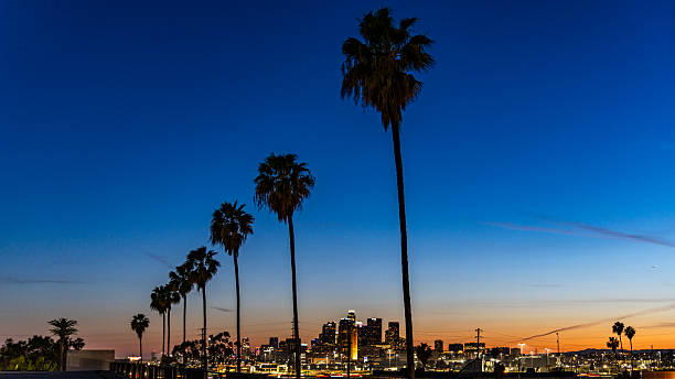 istock Palm Trees at Sunset in LA 2245917173