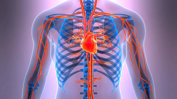 istock Human Circulatory System Heart Anatomy 2245920165