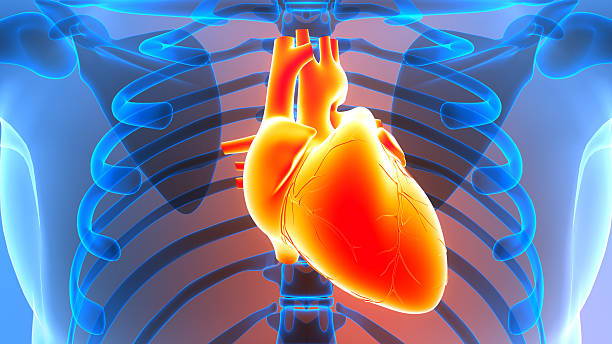 istock Human Circulatory System Heart Anatomy 2245920229