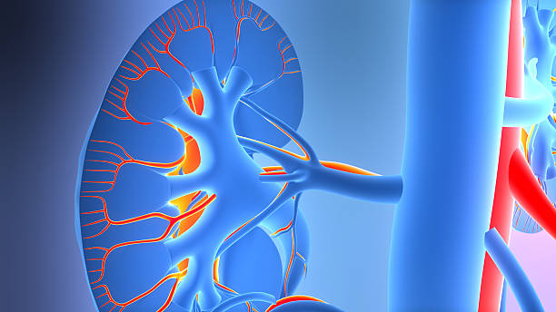 istock Human Urinary System Kidney Anatomy 2245920289