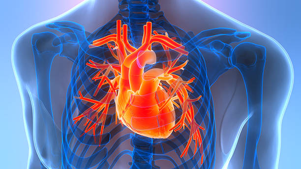 istock Human Circulatory System Heart Anatomy 2245920307