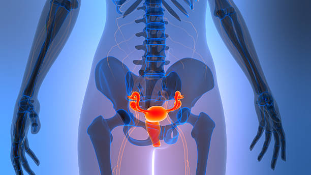 istock Female Reproductive System Anatomy 2245920334